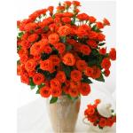 Orange spray rose